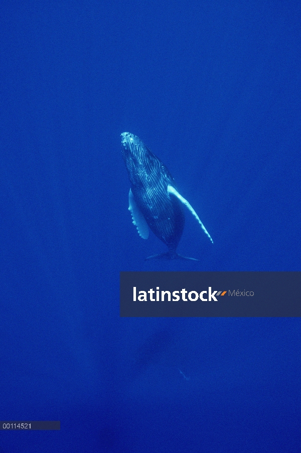 Ternero curioso de ballena jorobada (Megaptera novaeangliae), Maui, Hawaii - aviso deberá acompañar 