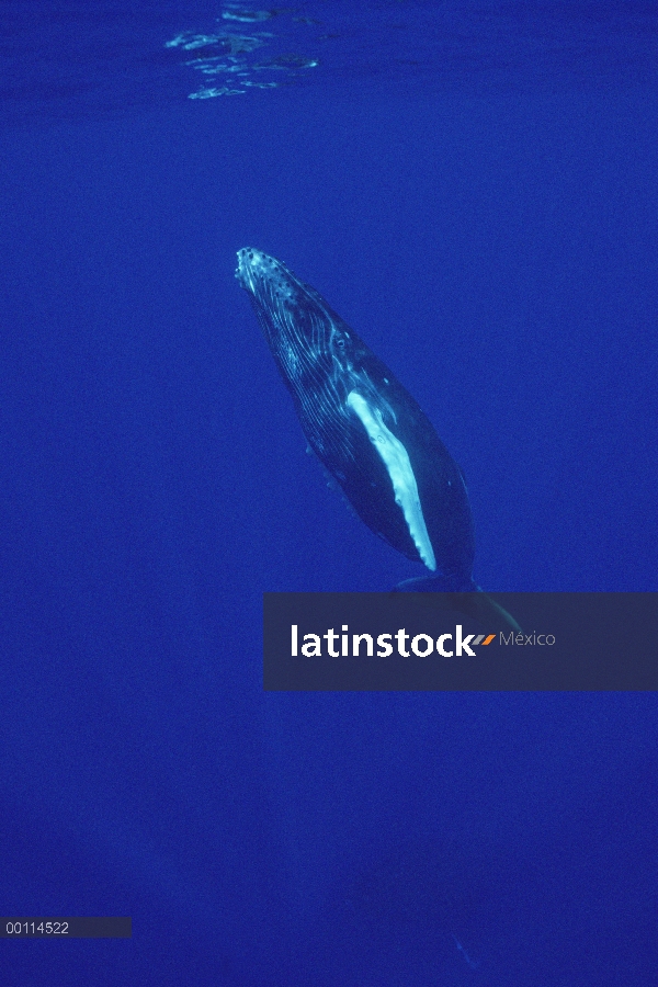 Ternero curioso de ballena jorobada (Megaptera novaeangliae), Maui, Hawaii - aviso deberá acompañar 