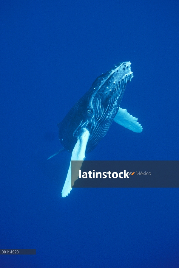 Ballena jorobada (Megaptera novaeangliae) curiosa y becerro, Maui, Hawaii - aviso deberá acompañar l