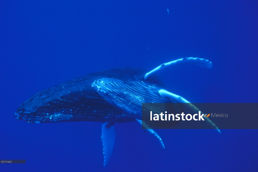 Ballena jorobada (Megaptera novaeangliae) madre y el becerro, Maui, Hawaii - aviso deberá acompañar 