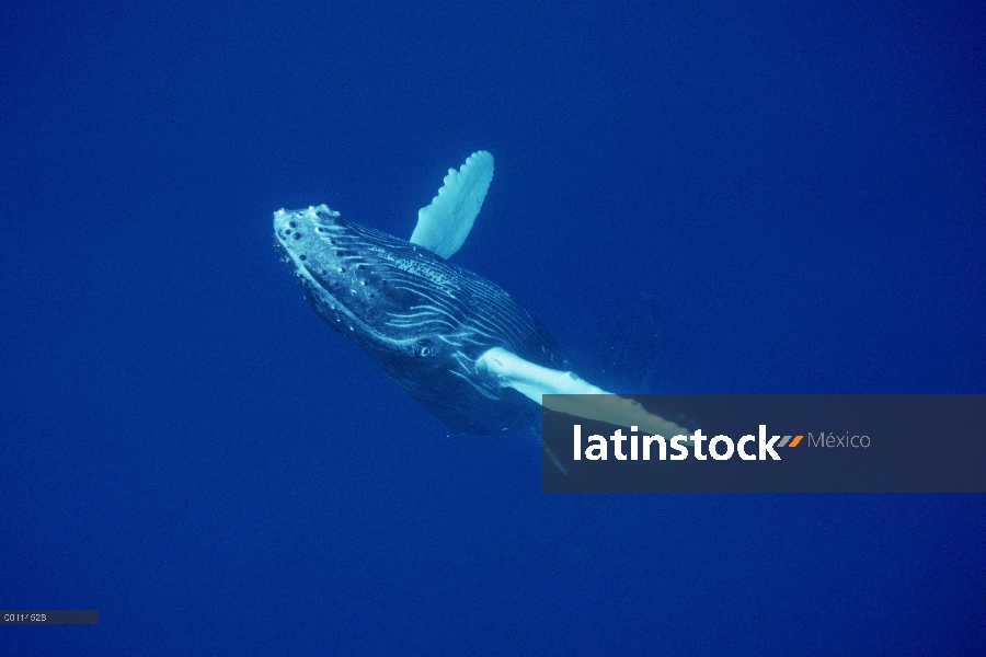 Ternero curioso de ballena jorobada (Megaptera novaeangliae), Maui, Hawaii - aviso deberá acompañar 