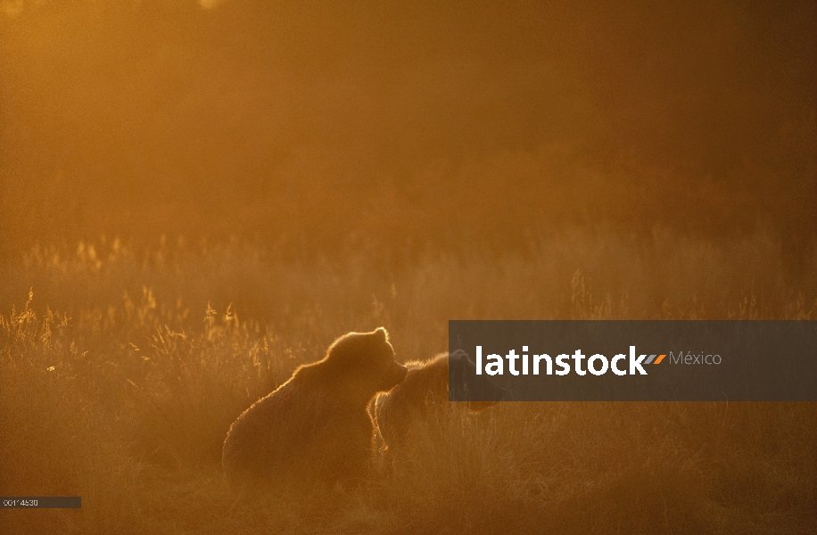 Oso Grizzly (Ursus arctos horribilis) par en sol por la tarde tarde, Alaska