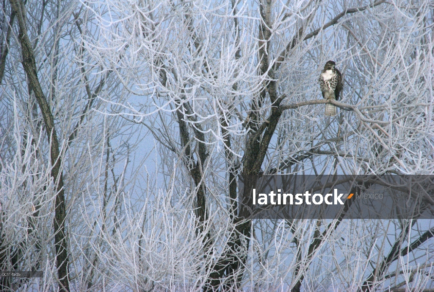 Halcón de cola roja (Buteo jamaicensis) en árbol de icy, California