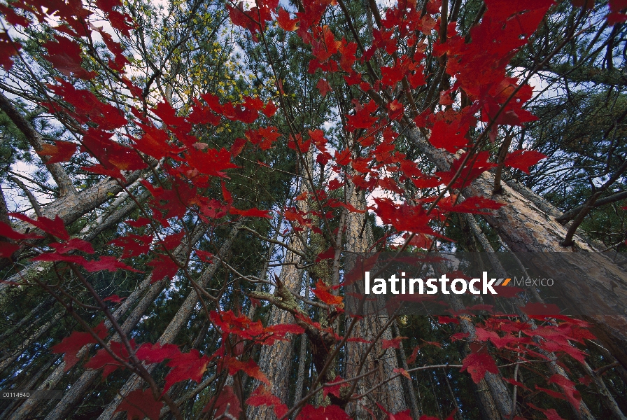 Hojas rojas de otoño en el bosque, Minnesota