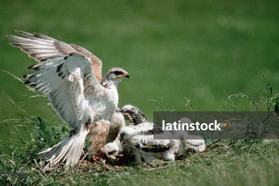 Ferruginous halcón (Buteo regalis) y los polluelos en el nido de la pradera, Dakota del sur