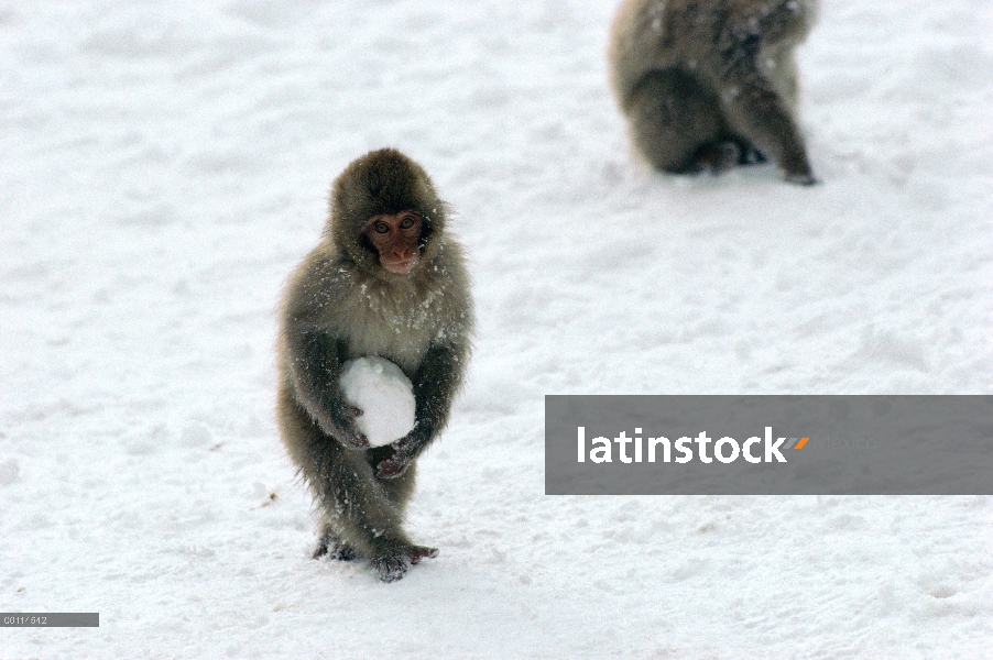 Jóvenes de macaco japonés (Macaca fuscata) sosteniendo una bola de nieve, Japón