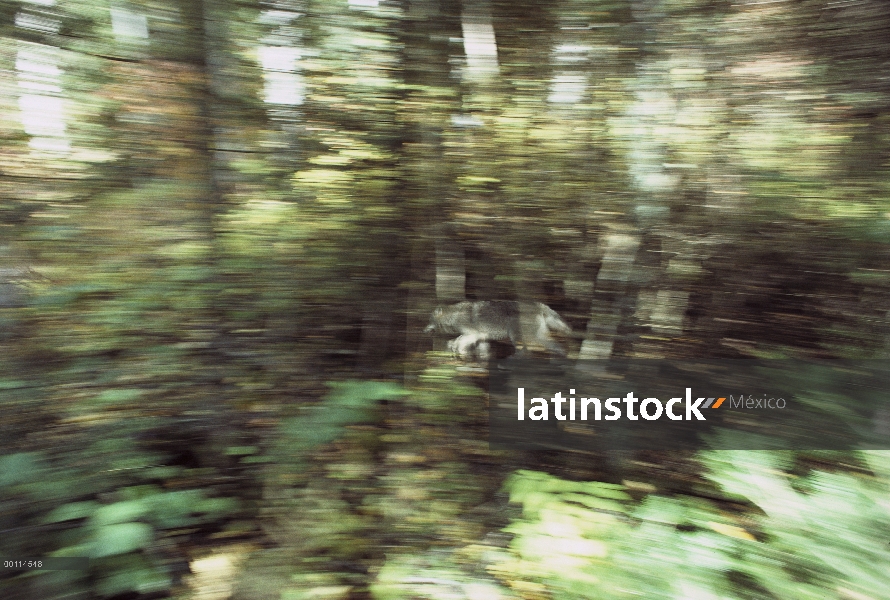 Lobo (lupus de Canis) funcionando a través de árboles, Minnesota