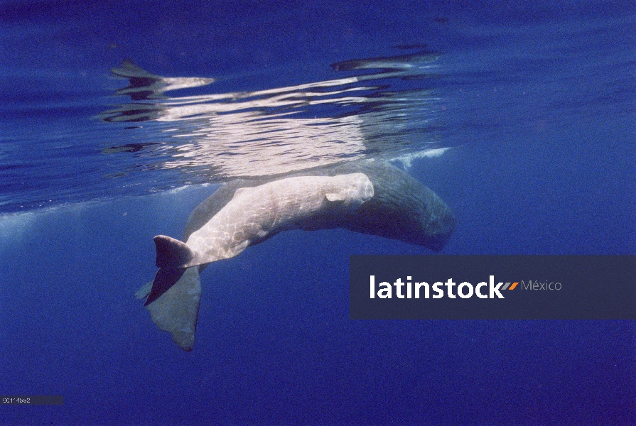 Cachalote (Physeter macrocephalus) madre con ternero blanco, Portugal