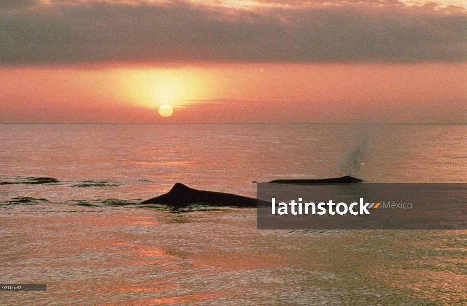 Grupo de cachalote (Physeter macrocephalus) superficie en puesta del sol, Islas Galapagos, Ecuador