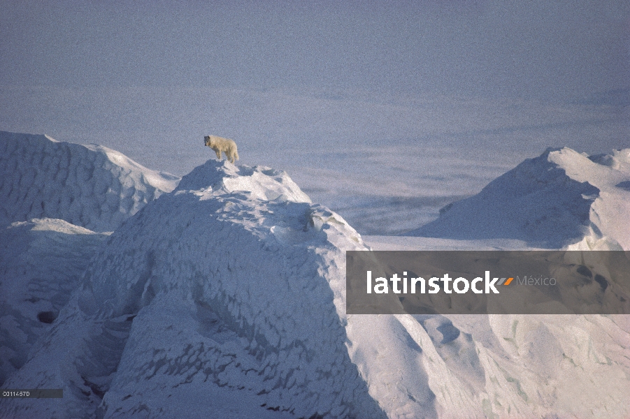 Hombre lobo Ártico (Canis lupus) en iceberg, isla de Ellesmere, Nunavut, Canadá