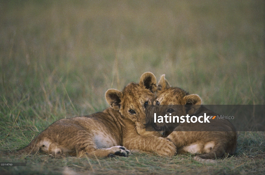 Cachorros de León africano (Panthera leo) jugando, Parque Nacional del Serengeti, Tanzania