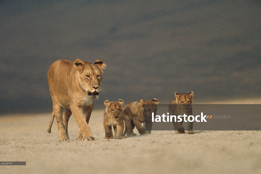 León africano (Panthera leo) madre caminando con tres cachorros, Parque Nacional del Serengeti, Tanz