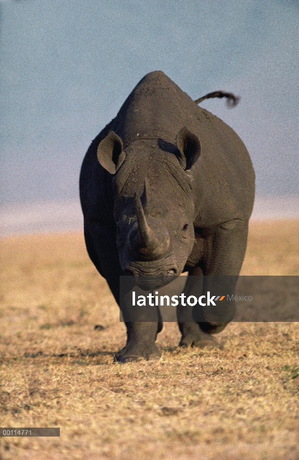 Rinoceronte negro (Diceros bicornis) de carga, Parque Nacional del Serengeti, Tanzania