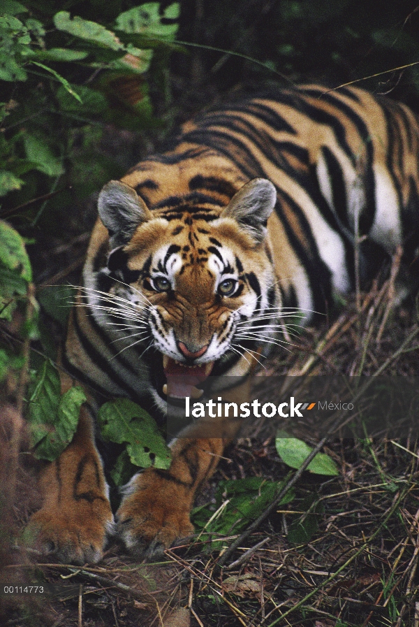 Tigre de Bengala (Panthera tigris tigris) gruñendo, India