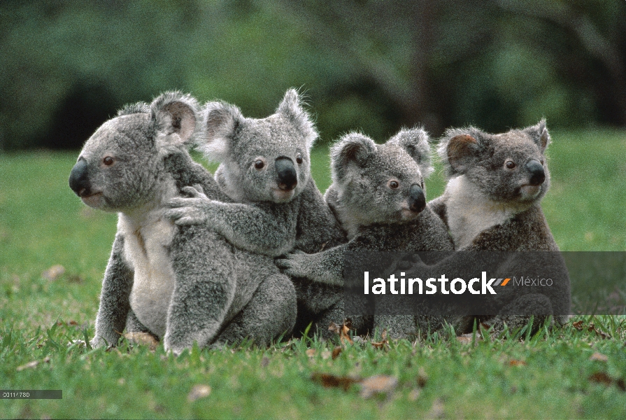 Koala (cinereus de Phascolarctos) en una línea de tierra, Australia