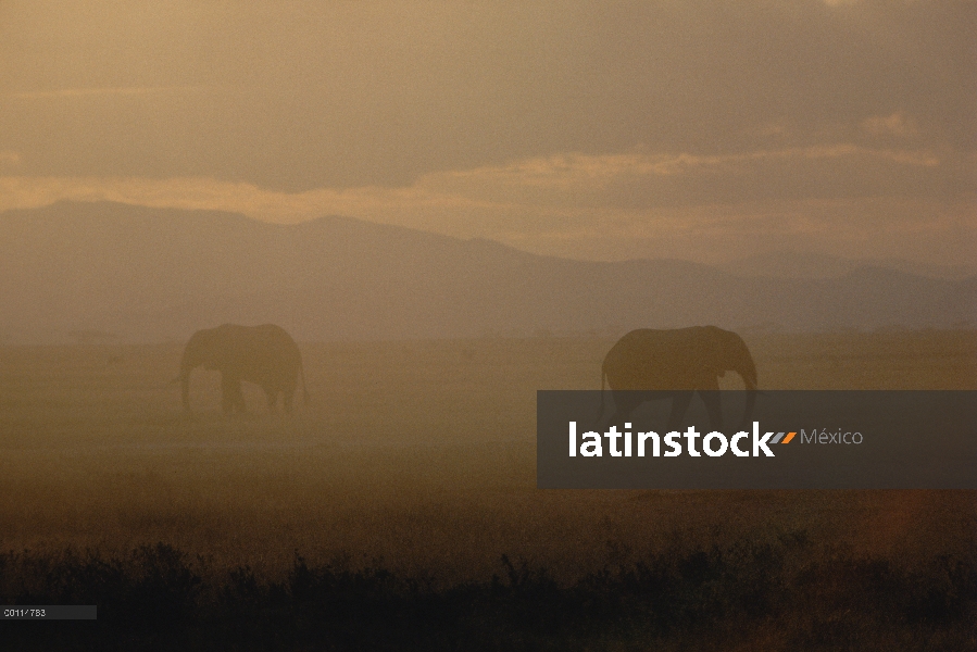 Par de elefante africano (Loxodonta africana) en la madrugada, cráter del Ngorongoro, Tanzania