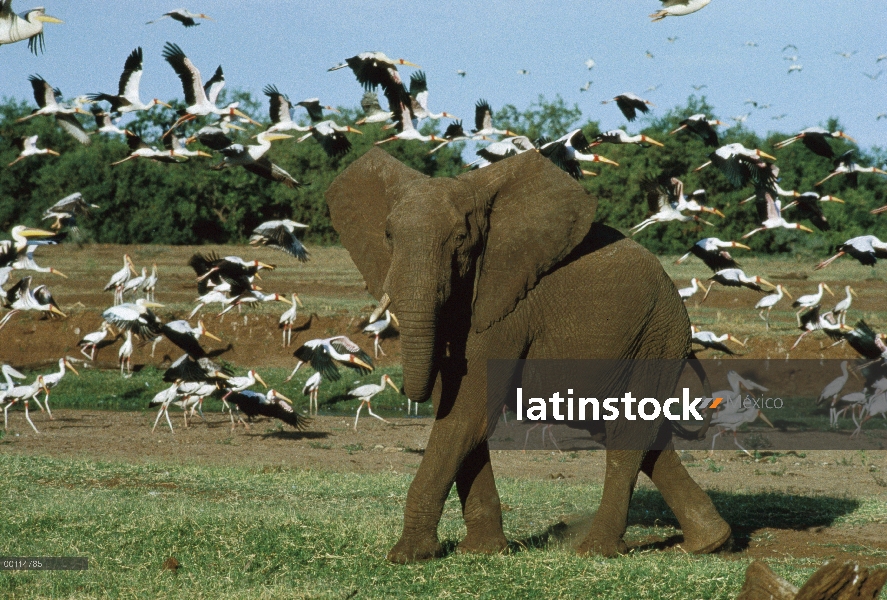 Toro del elefante africano (Loxodonta africana) con las orejas hacia fuera en postura defensiva, Par