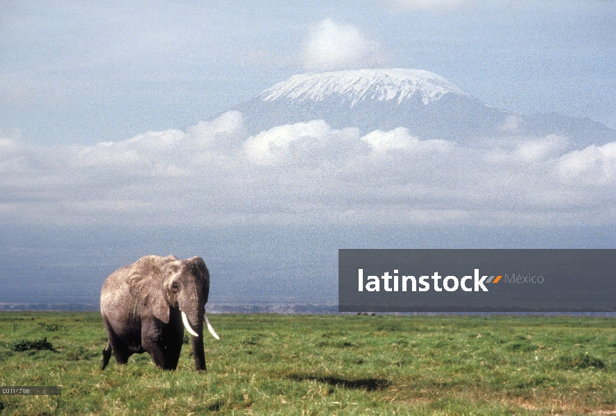 Hombre elefante africano (Loxodonta africana) con el Monte Kilimanjaro en fondo, Tanzania