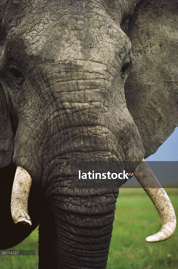 Cara hombre elefante africano (Loxodonta africana), Parque Nacional del Serengeti, Tanzania