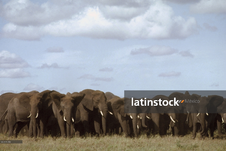 Manada de elefante africano (Loxodonta africana) en una línea, Parque Nacional del Serengeti, Tanzan