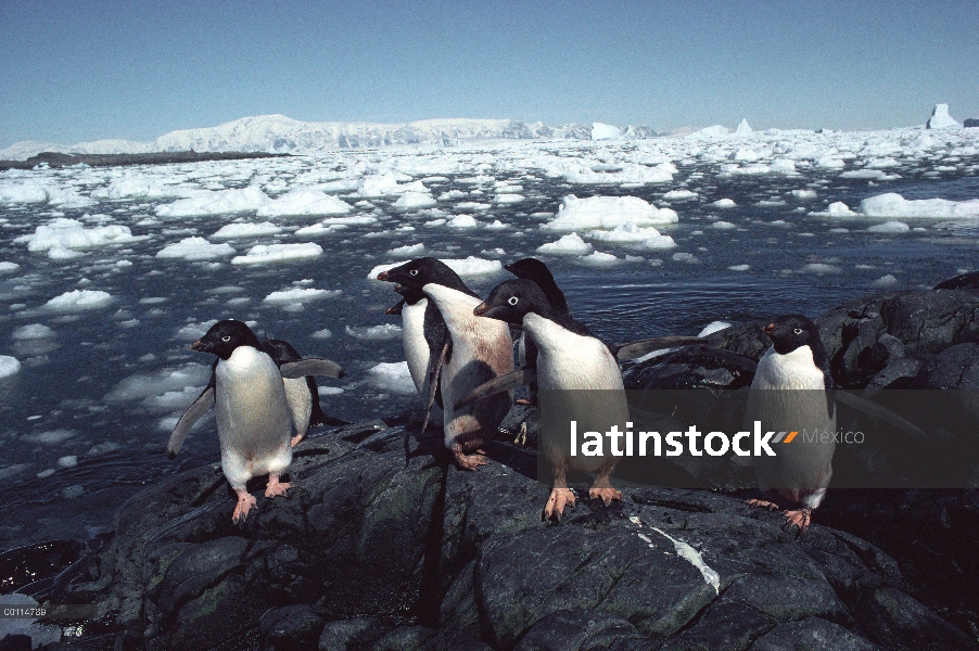 Grupo del pingüino de Adelia (Pygoscelis adeliae) en rocas, Antártida