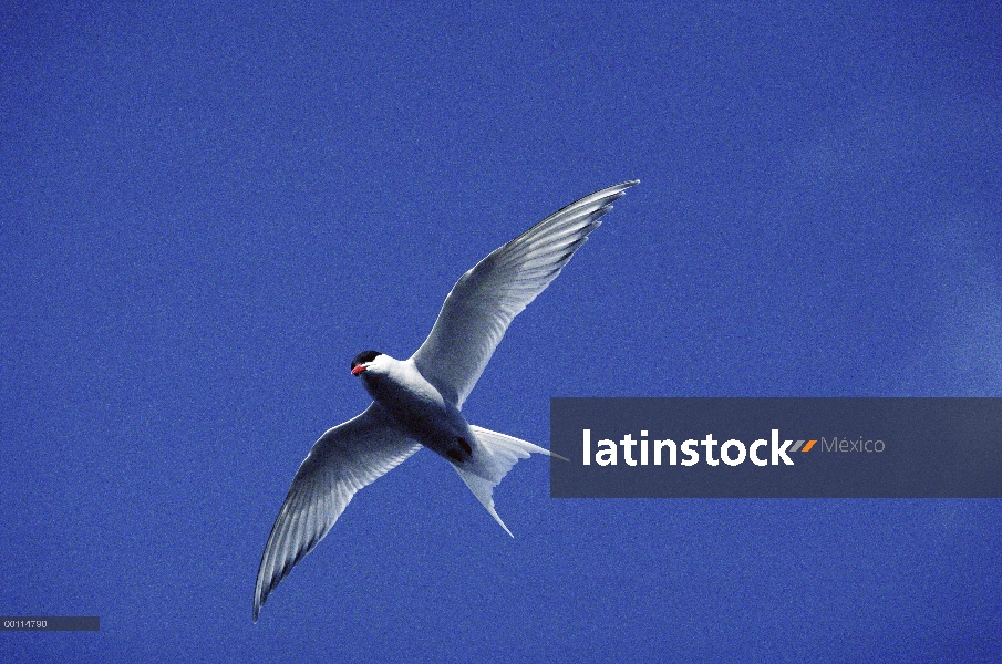 Charrán ártico (Sterna paradisaea) volando, Ártico