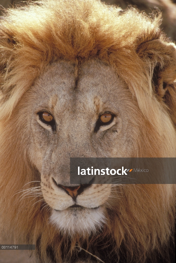 Retrato de macho León africano (Panthera leo), Parque Nacional del Serengeti, Tanzania