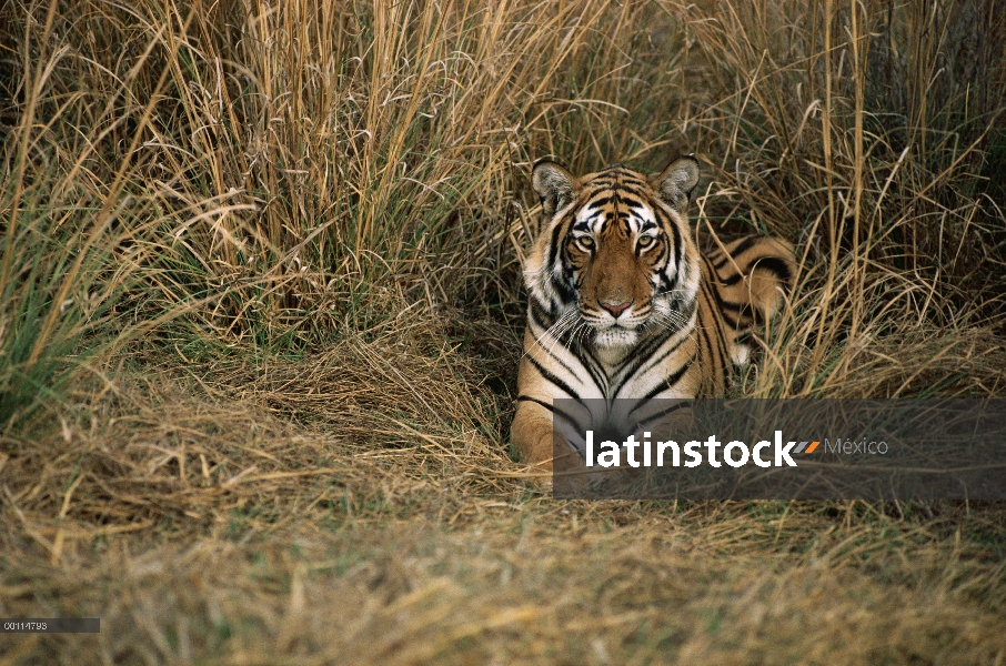 Tigre de Bengala (Panthera tigris tigris) descansando en la hierba alta, India