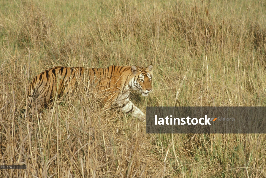 Tigre de Bengala (Panthera tigris tigris) caminar en la hierba alta, India