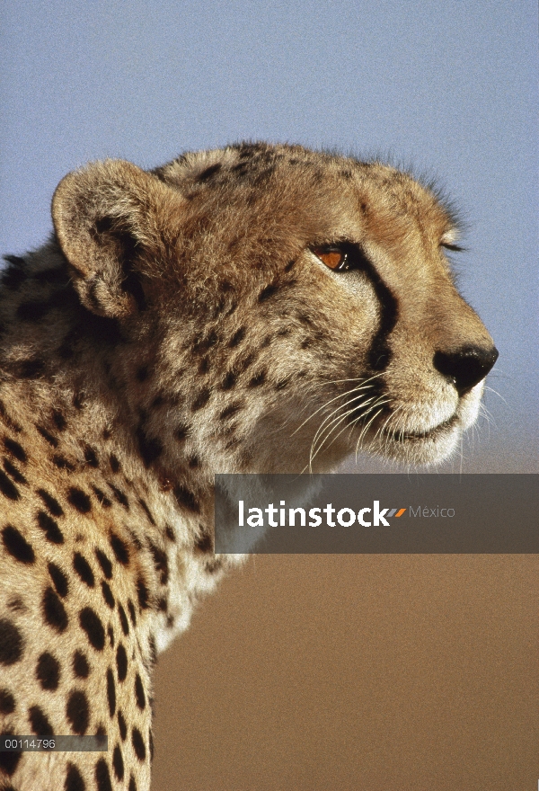 Retrato de guepardo (Acinonyx jubatus), Serengeti, Tanzania