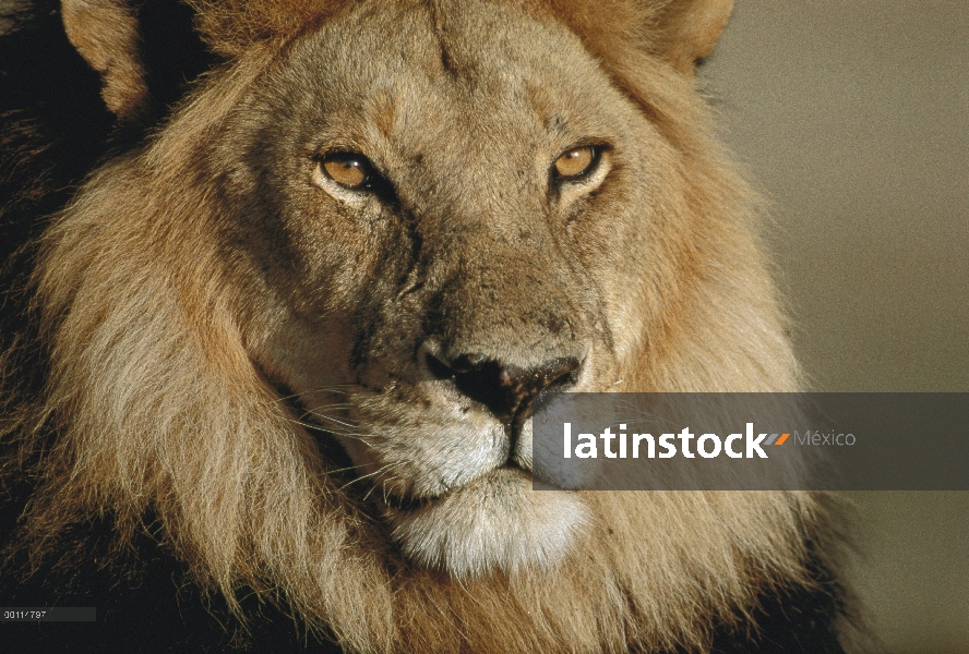 Retrato de macho León africano (Panthera leo), Parque Nacional del Serengeti, Tanzania