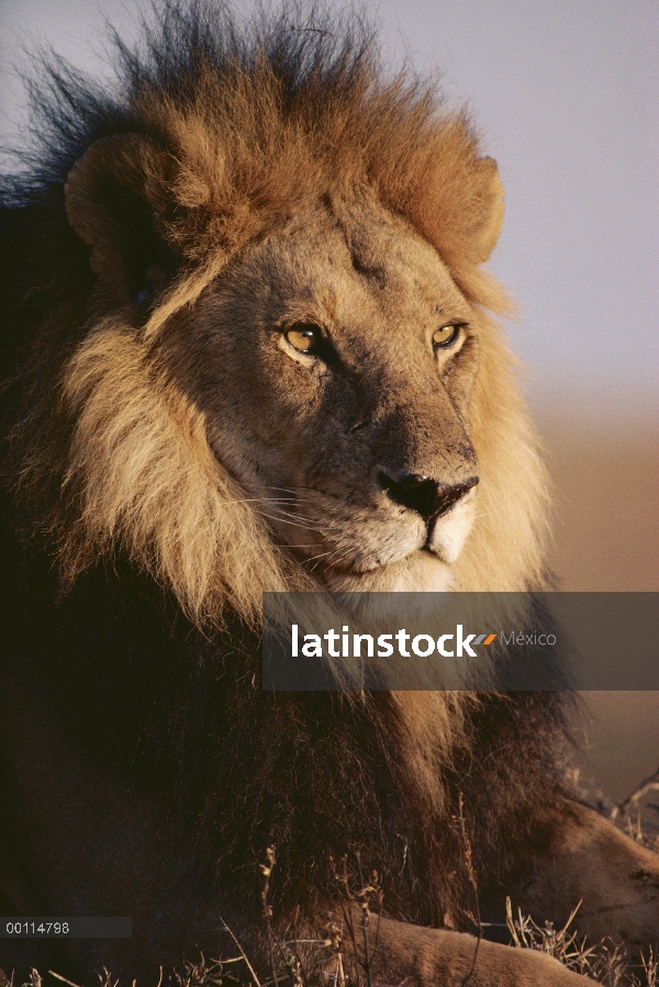 Retrato de macho León africano (Panthera leo), Parque Nacional del Serengeti, Tanzania