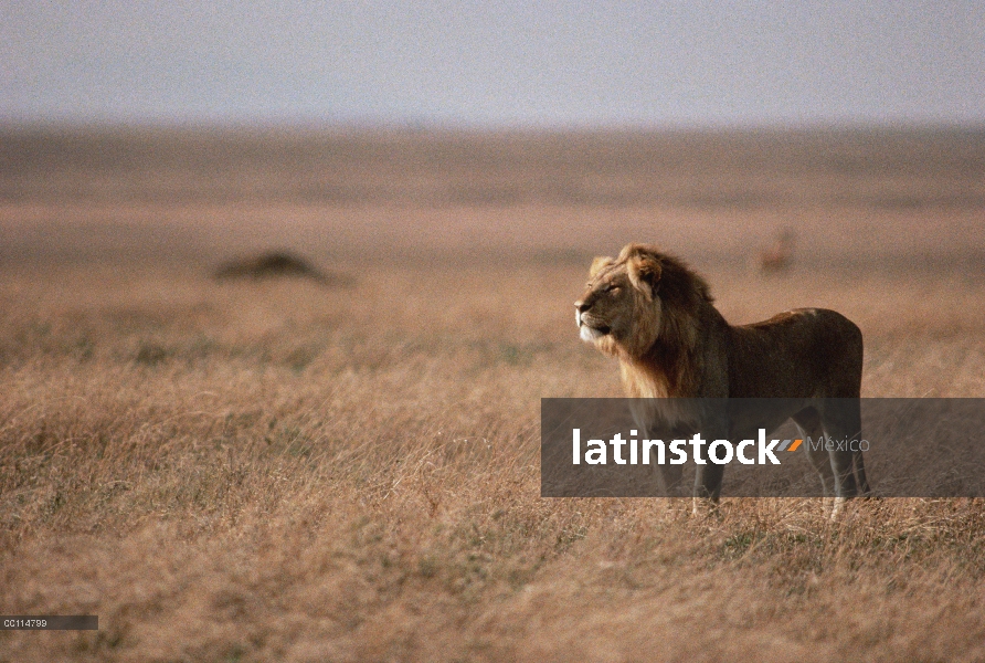 Macho León africano (Panthera leo) mirando a través de llanuras, Parque Nacional del Serengeti, Tanz