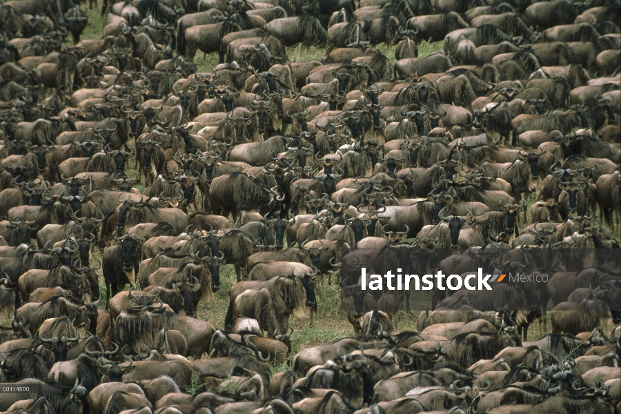 Wildebeest azul (taurinus de Connochaetes) de la manada durante la migración, Serengeti