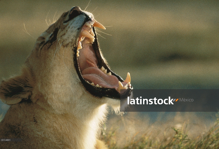 Mujer de León africano (Panthera leo) el rugir, Parque Nacional del Serengeti, Tanzania