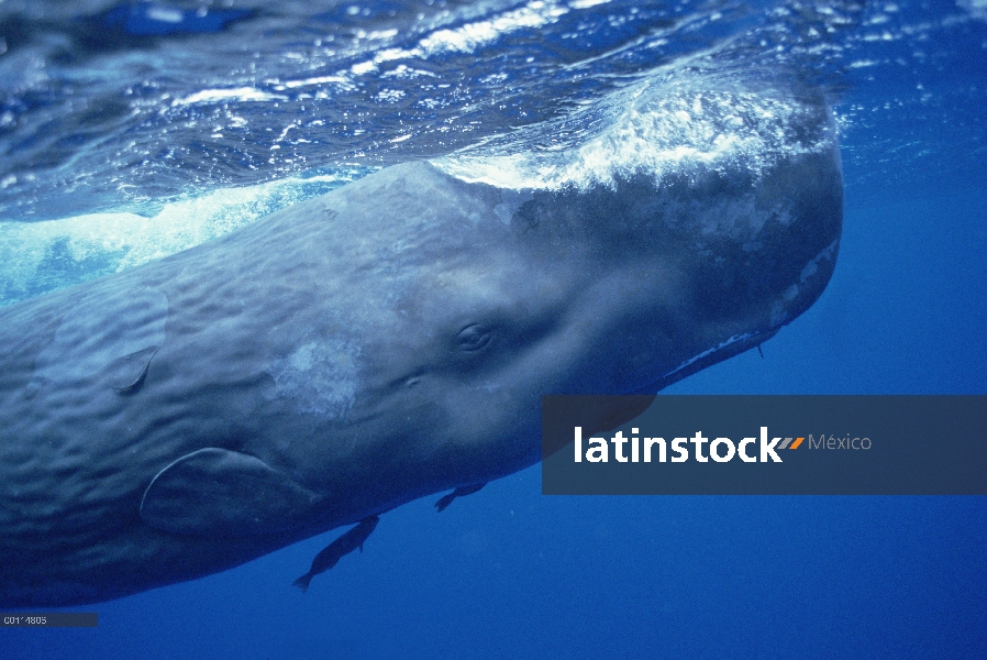 Cachalote (Physeter macrocephalus) adulto con rémoras adjuntos rozando la superficie del océano, Dom