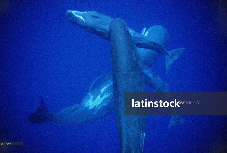 Cachalote (Physeter macrocephalus) hombre con grupo mixto de mujeres y jóvenes, Dominica, Caribe