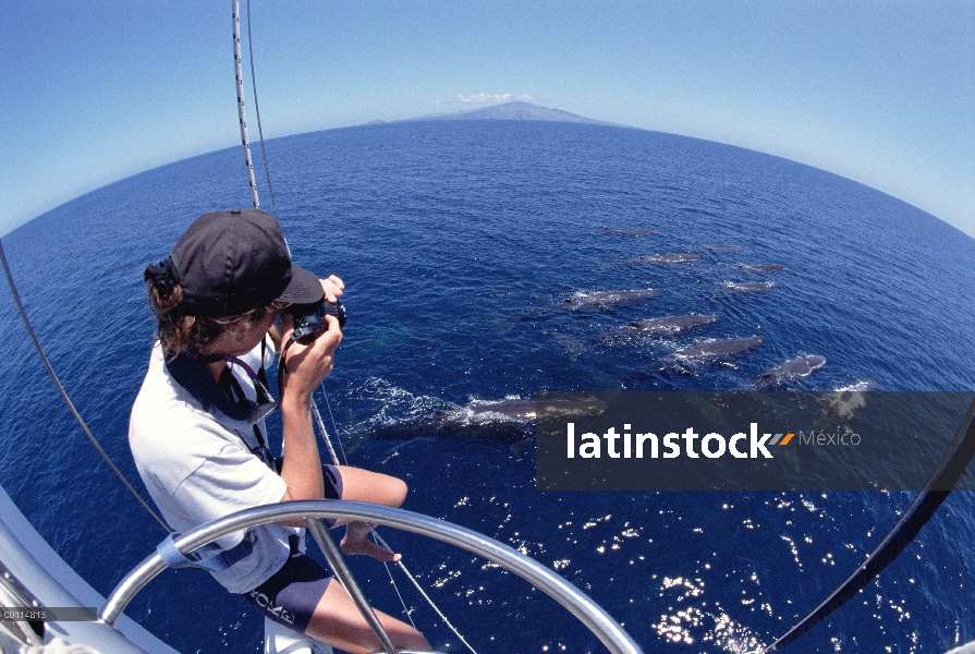 Investigador de cachalote (Physeter macrocephalus) fotografiando pod ballena