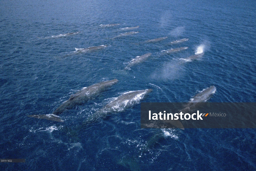 Grupo de cachalote (Physeter macrocephalus) en agua superficie, Islas Galápagos, Ecuador