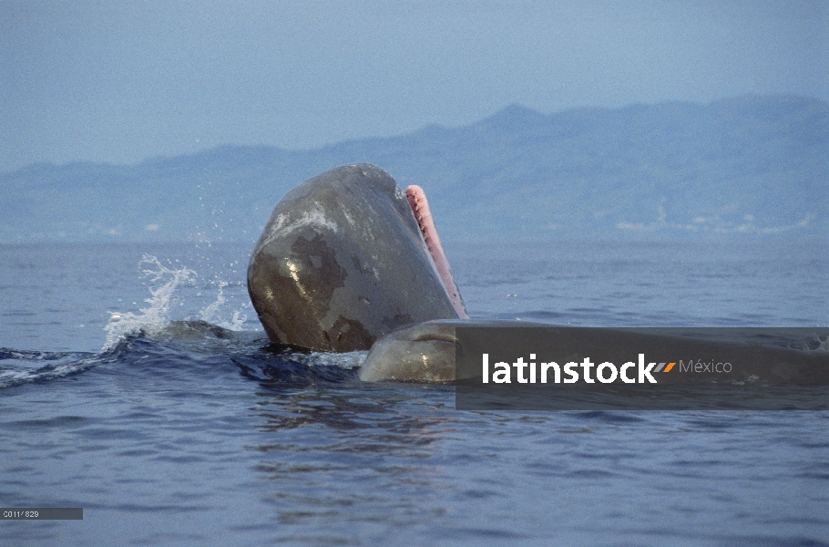 Grupo de cachalote (Physeter macrocephalus) superficie, uno con la boca abierta mostrando los diente