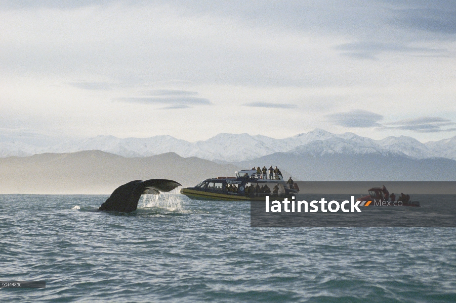 Cachalote (Physeter macrocephalus) mirar, Nueva Zelanda