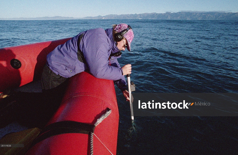 Cachalote (Physeter macrocephalus) investigador escuchar vocalizaciones, Nueva Zelanda