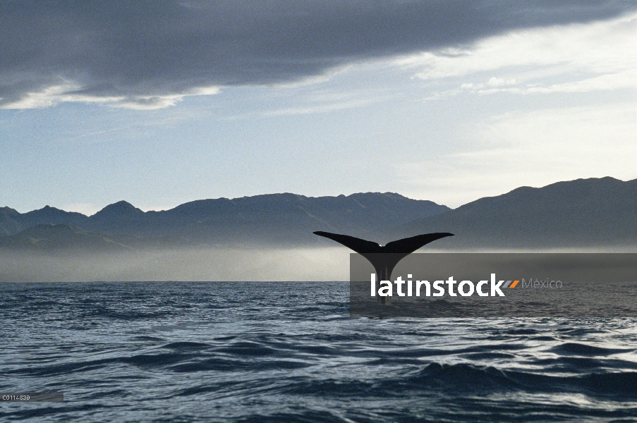 Cola de cachalote (Physeter macrocephalus), Nueva Zelanda