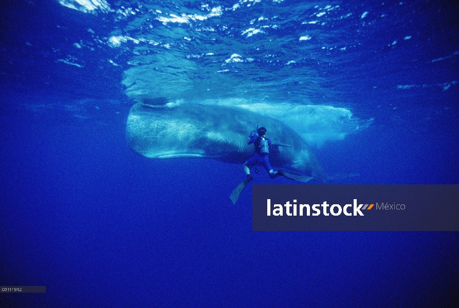 Cachalote (Physeter macrocephalus) filmado por Rick Rosenthal, Dominica