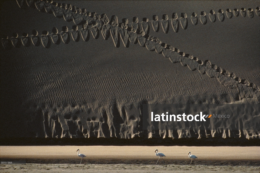 Trío flamenco (Phoenicopterus sp) en la laguna frente a la duna de arena, Namibia