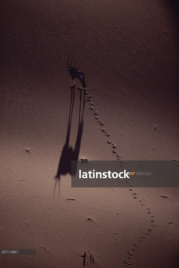 Gemsbok (Oryx gazella) en duna, desierto de Namib, Namibia