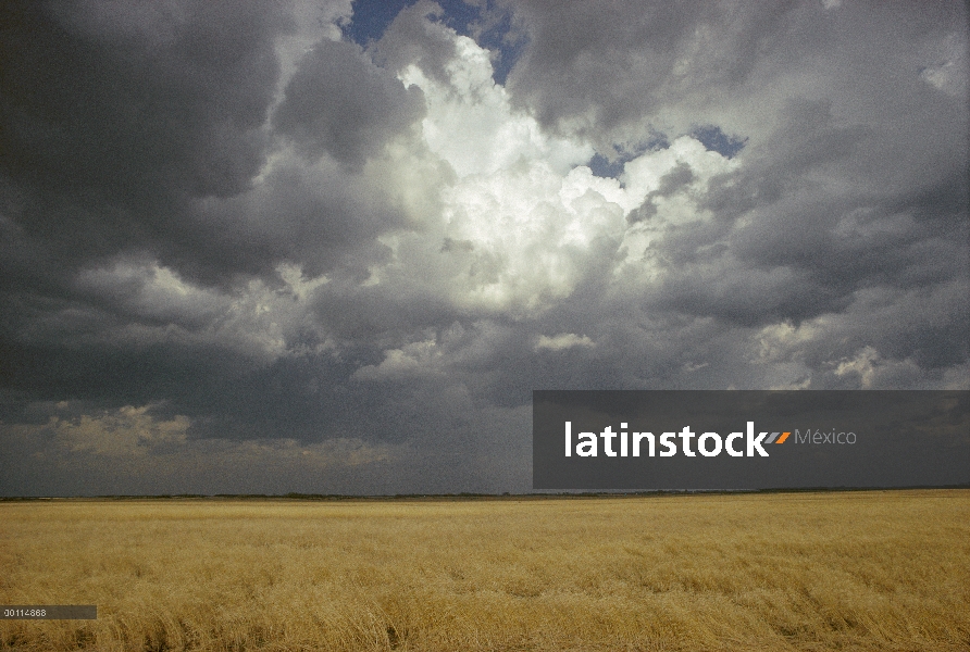 Nubes de nimbo sobre prairie, Minnesota