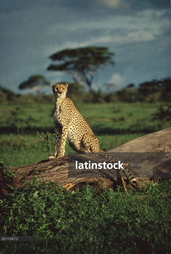 Guepardo (Acinonyx jubatus) descansando sobre troncos, Serengeti, Tanzania