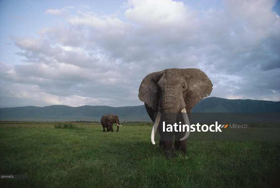 Par de elefante africano (Loxodonta africana) en la sabana, Parque Nacional del Serengeti, Tanzania