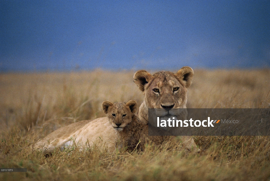 León africano (Panthera leo) madre y cachorro en reposo, Parque Nacional del Serengeti, Tanzania